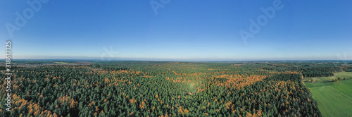 Aerial panoramic drone shot of Luneberg Heide forests pine trees in autumn photo