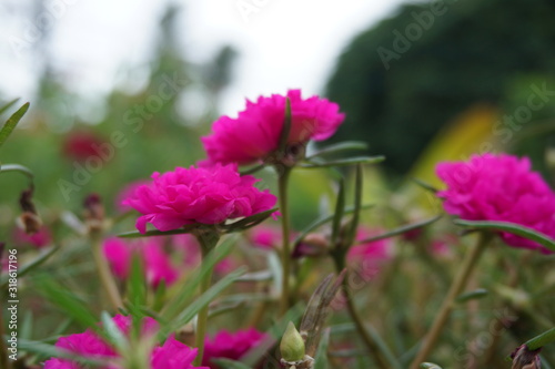 Close up image of beautiful verdolaga in the garden.