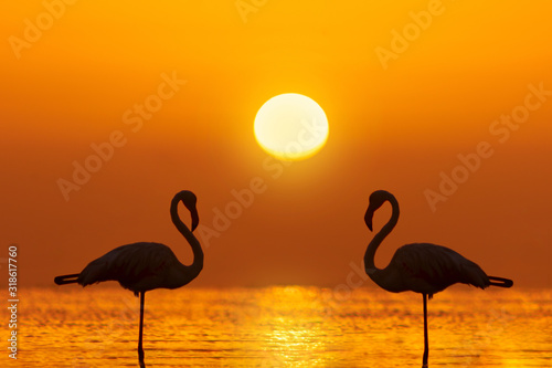 A group of flamingos stands in a lagoon against a background of golden sunset and bright big sun