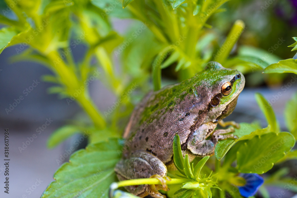 European green tree frog (Hyla arborea formerly Rana arborea) lurking for prey in natural environment. Tree frog in flowers in the garden. European green tree frog (Hyla arborea formerly Rana arborea) lurking for prey in natural environment. Tree frog in flowers in the garden.