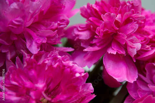 Pink peonies on a white background.