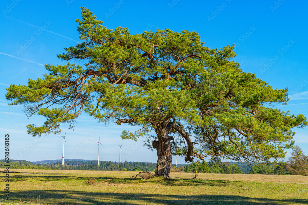 Fototapeta premium Großer Baum auf trockender Wiese mit Windrädern im Hintergrund.