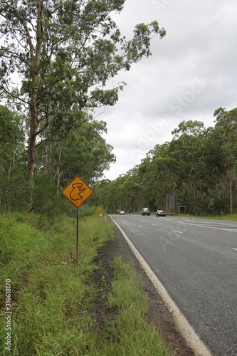 Road sign warning koalas on the roadside, Australia