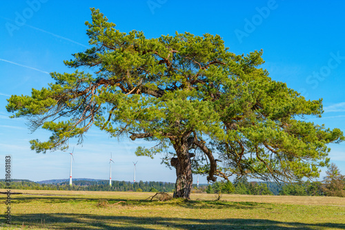 Großer Baum auf trockender Wiese mit Windrädern im Hintergrund.