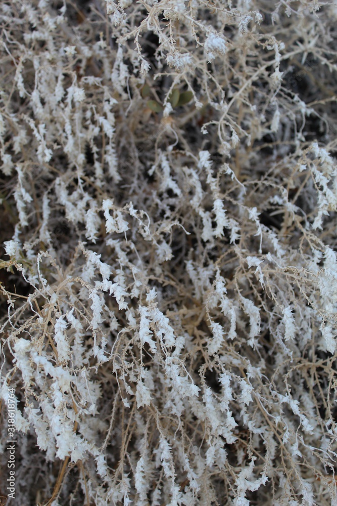 During Winter months in Joshua Tree National Park of the Southern Mojave Desert, cold temperature dwindles this native Narrowleaf Sandpaper Plant, Petalonyx Thurberi, into pale dormancy.