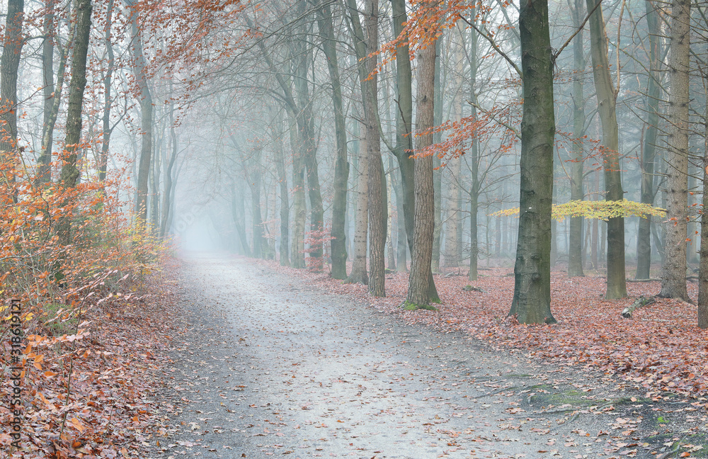 Obraz premium path in misty autumn forest