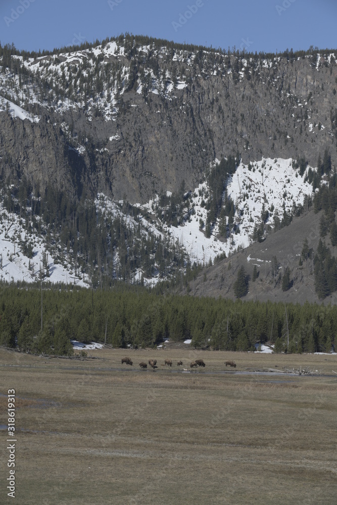 Bison in yellowstone, usa