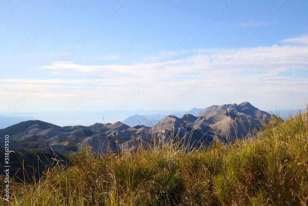 Wild flowers growing on Biokovo mountain in Dalmatia, Croatia. Beautiful view of the mountain in the background. Selective focus. Wild flowers growing on Biokovo mountain in Dalmatia, Croatia. Beautiful view of the mountain in the background. Selective focus.