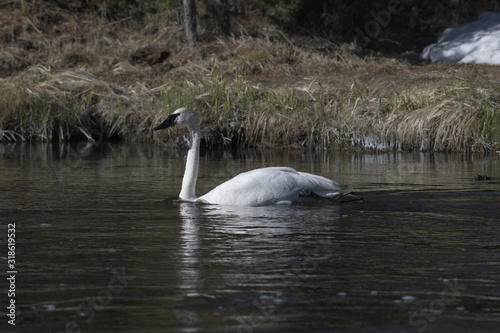 Fototapeta Naklejka Na Ścianę i Meble -  Trumpeter swan in yellowstone, wyoming, usa