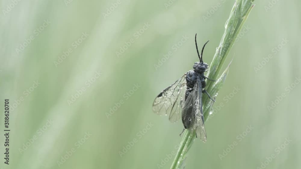 Makro / macro - Gefrorene Fliege auf Grashalm / frozen fly on blade of grass Makro / macro - Gefrorene Fliege auf Grashalm / frozen fly on blade of grass