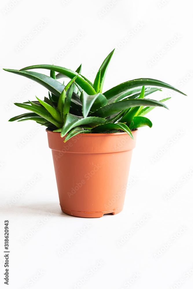 Aloe Vera plant in a pot isolated on white background. Home gardening concept.