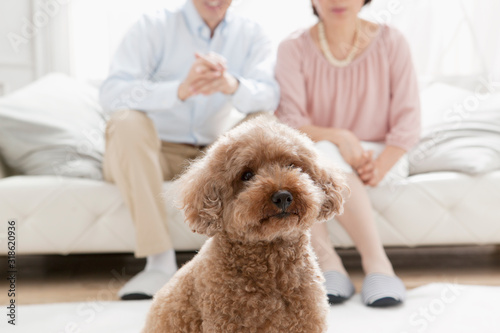 Close up of dog, couple sitting on sofa in background