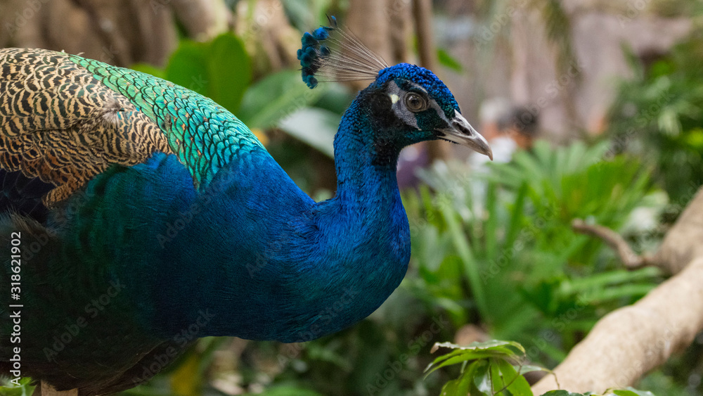 Obraz premium クジャク