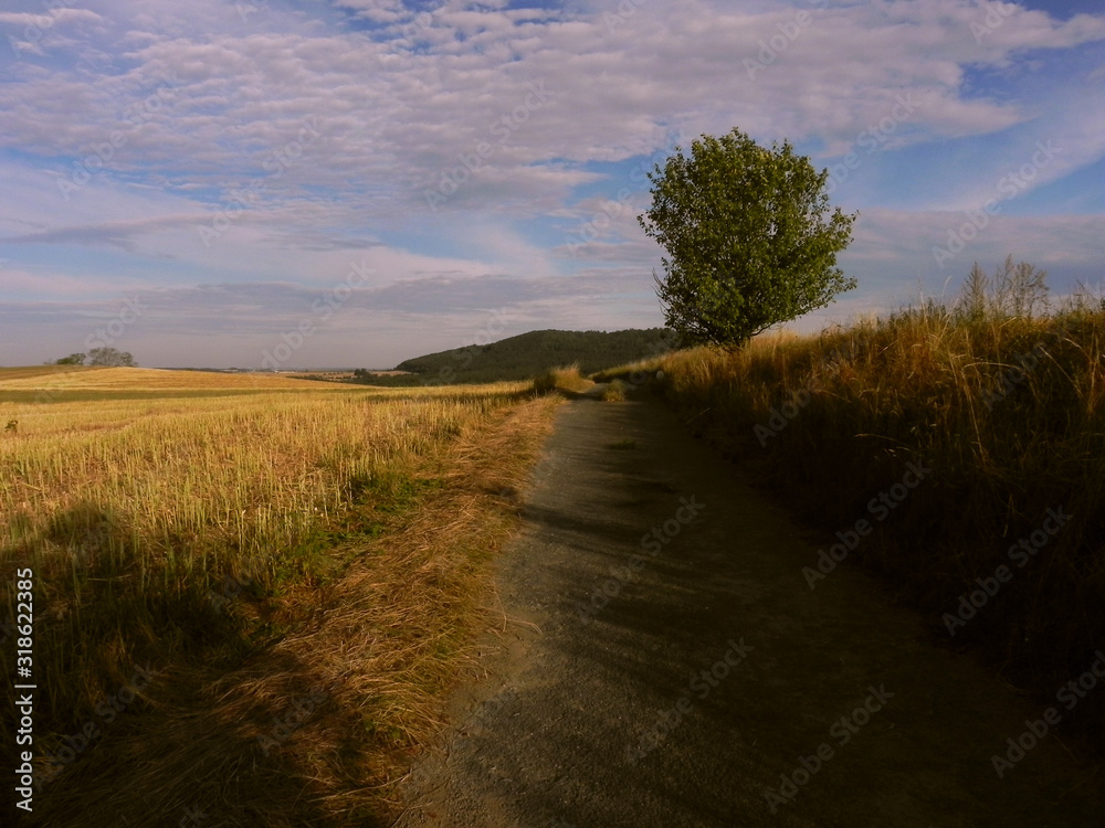 Path in the field