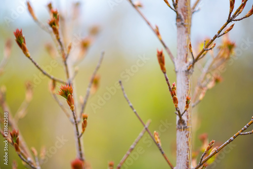 The first spring gentle leaves, buds and branches. Toned image spring tree branch on gentle soft background outdoors. Spring border template floral background. Free space for your text.