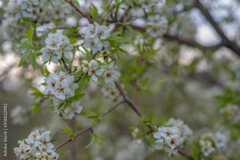 Spring background with blossom. Beautiful nature scene with blooming tree. Easter. Spring flowers. Beautiful orchard. Abstract blurred background. Spring background with blossom. Beautiful nature scene with blooming tree. Easter. Spring flowers. Beautiful orchard. Abstract blurred background.