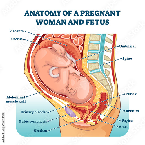 Anatomy of a pregnant woman and fetus labeled diagram, vector illustration medical scheme