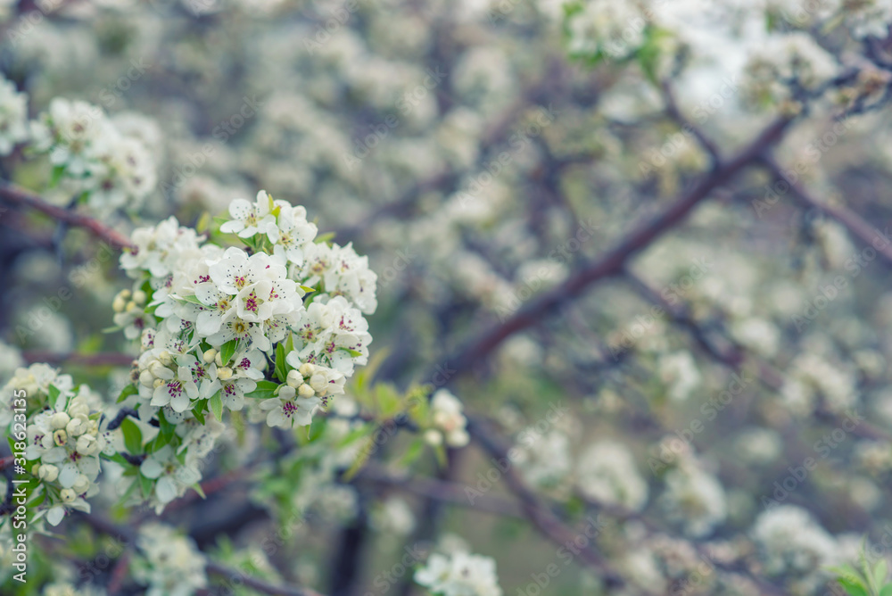 Spring background with blossom. Beautiful nature scene with blooming tree. Easter. Spring flowers. Beautiful orchard. Abstract blurred background. Spring background with blossom. Beautiful nature scene with blooming tree. Easter. Spring flowers. Beautiful orchard. Abstract blurred background.