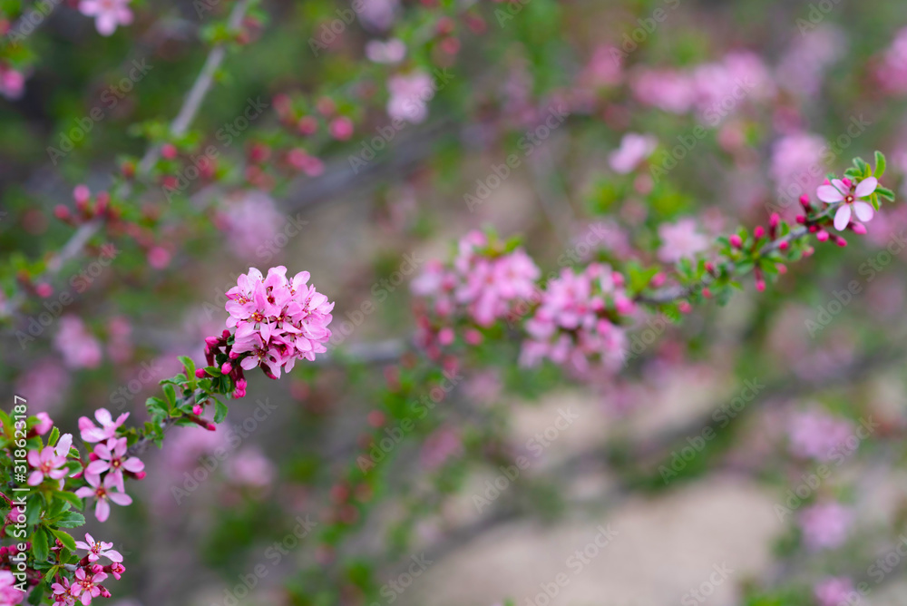 Spring background with blossom. Beautiful nature scene with blooming tree. Easter. Spring flowers. Beautiful orchard. Abstract blurred background. Spring background with blossom. Beautiful nature scene with blooming tree. Easter. Spring flowers. Beautiful orchard. Abstract blurred background.