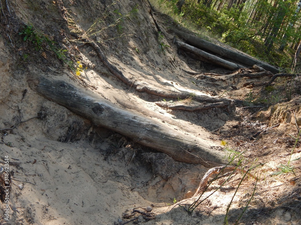 forest forest
