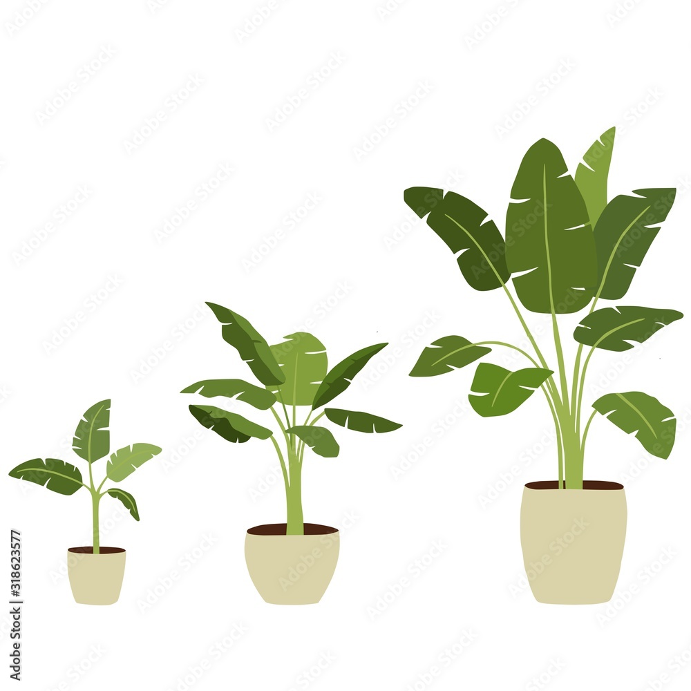 Growing a banana palm. Vector illustration. Growing a banana palm. Vector illustration.