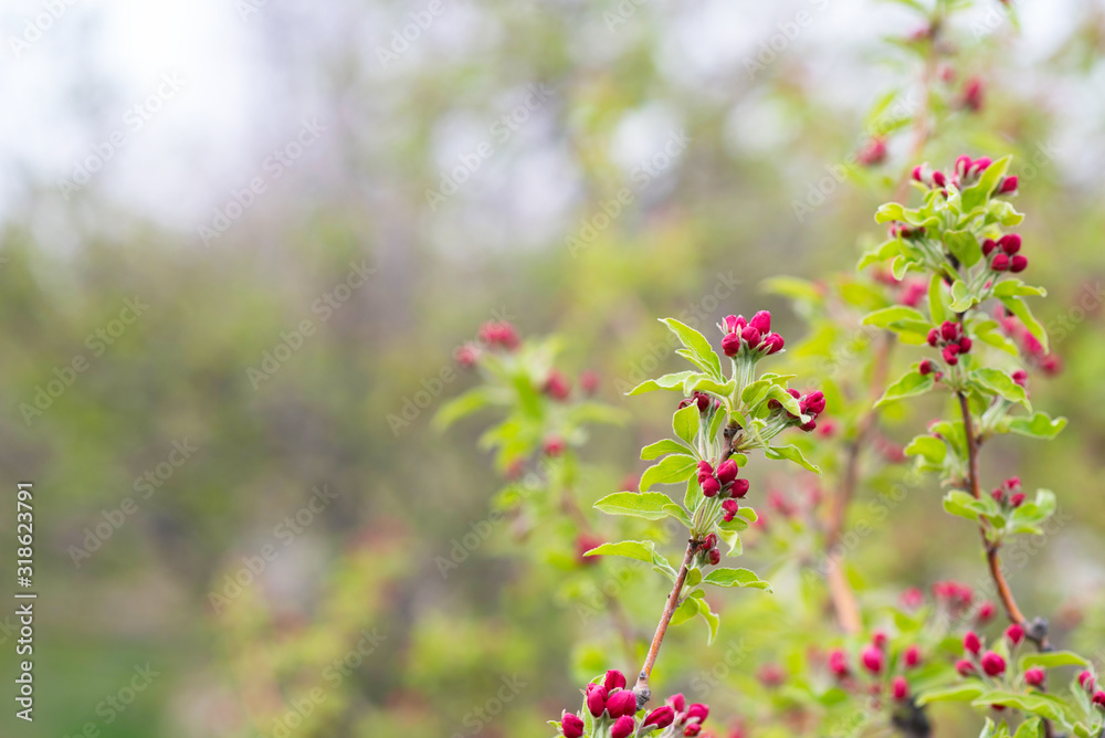 Spring background with blossom. Beautiful nature scene with blooming tree. Easter. Spring flowers. Beautiful orchard. Abstract blurred background. Spring background with blossom. Beautiful nature scene with blooming tree. Easter. Spring flowers. Beautiful orchard. Abstract blurred background.
