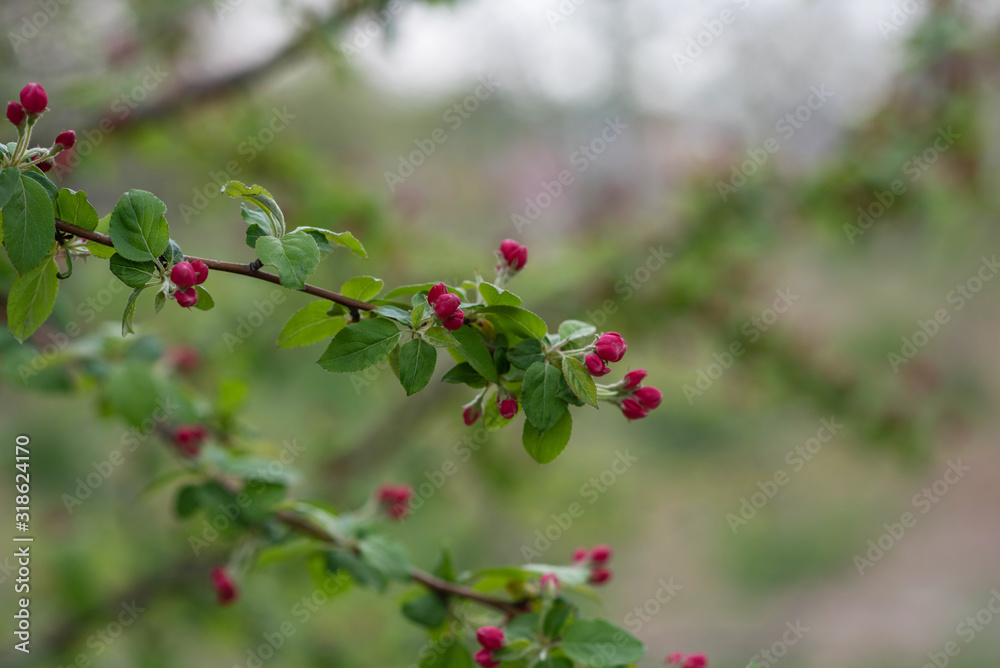 Spring background with blossom. Beautiful nature scene with blooming tree. Easter. Spring flowers. Beautiful orchard. Abstract blurred background.