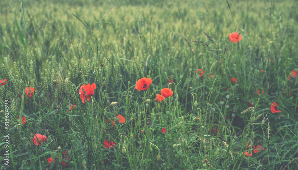 Fototapeta premium Wheat field and countryside scenery. Сultivated fields landscape in rural France. Spring red poppy in wheat field.
