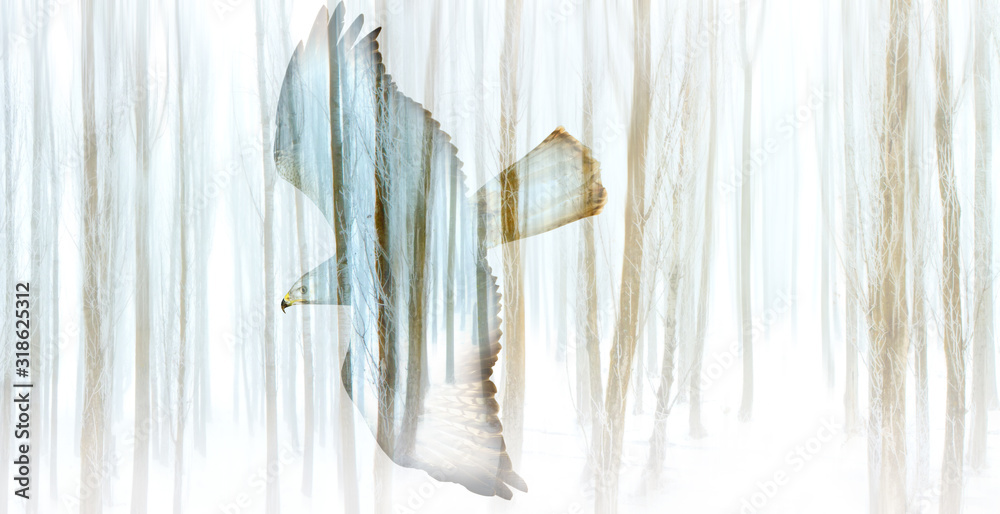 Abstract nature and birds. Double exposure effect. Nature background. Abstract nature and birds. Double exposure effect. Nature background.