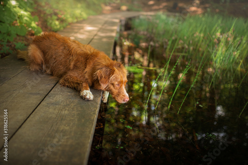 dog by the swamp. Walk with pet. Nova Scotia Duck Tolling Retriever in a puddle