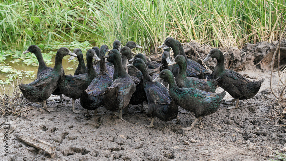 Fototapeta premium Black Ducks 