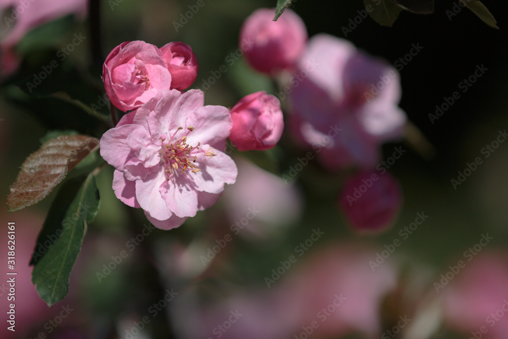 Apple crab tree in bloom, pink flowers with buds close-up Apple crab tree in bloom, pink flowers with buds close-up