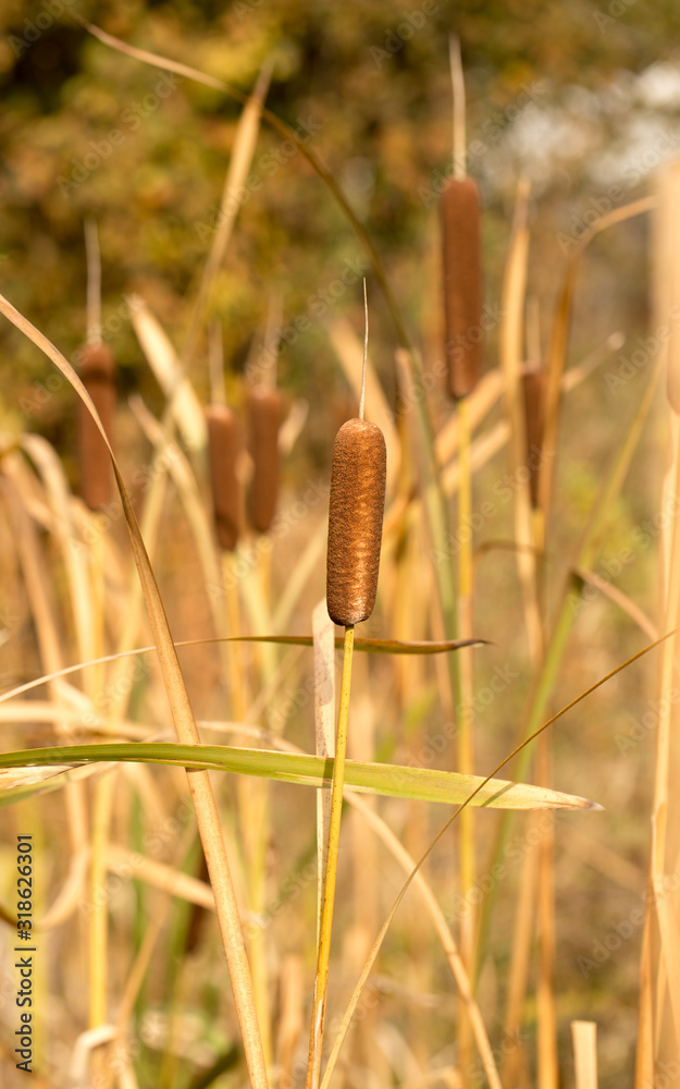 Reed plant in autumn