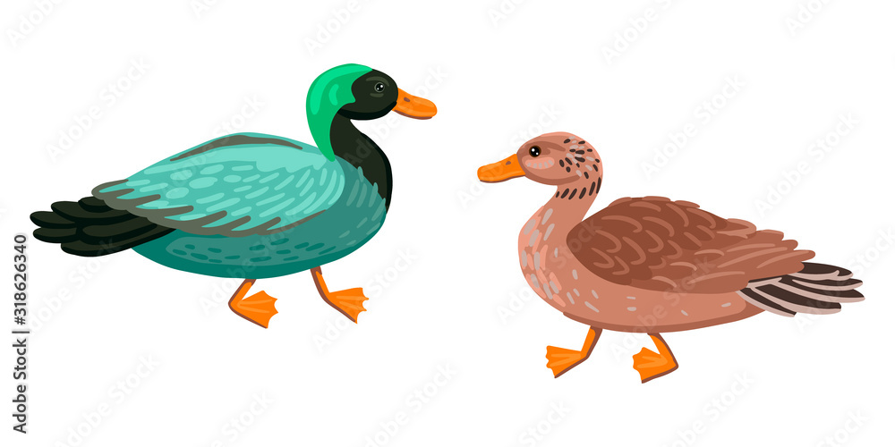 Obraz premium Two adult ducks, a male and a female. Green duck and mother duck. Vector characters on a white background.