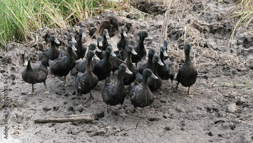 Flock of Black Ducks 