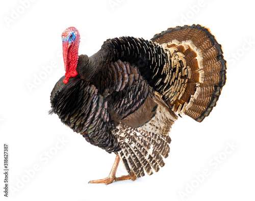 Bronze turkey isolated on a white background.