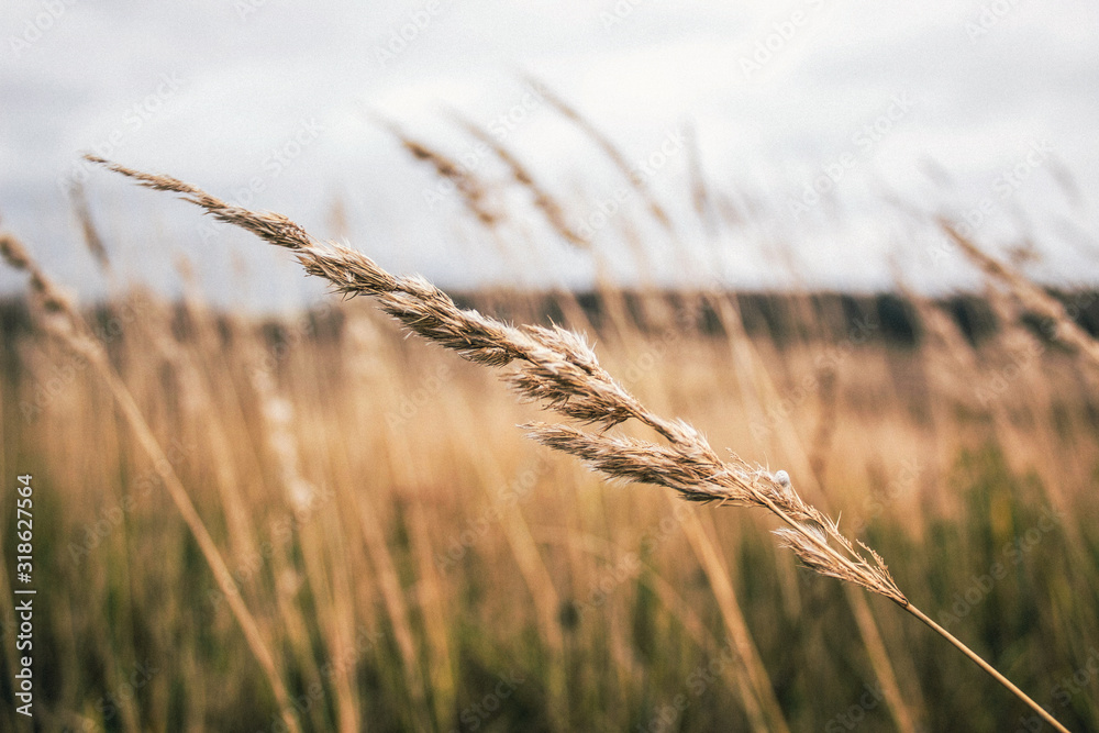 Fototapeta premium The beauty of Russian fields