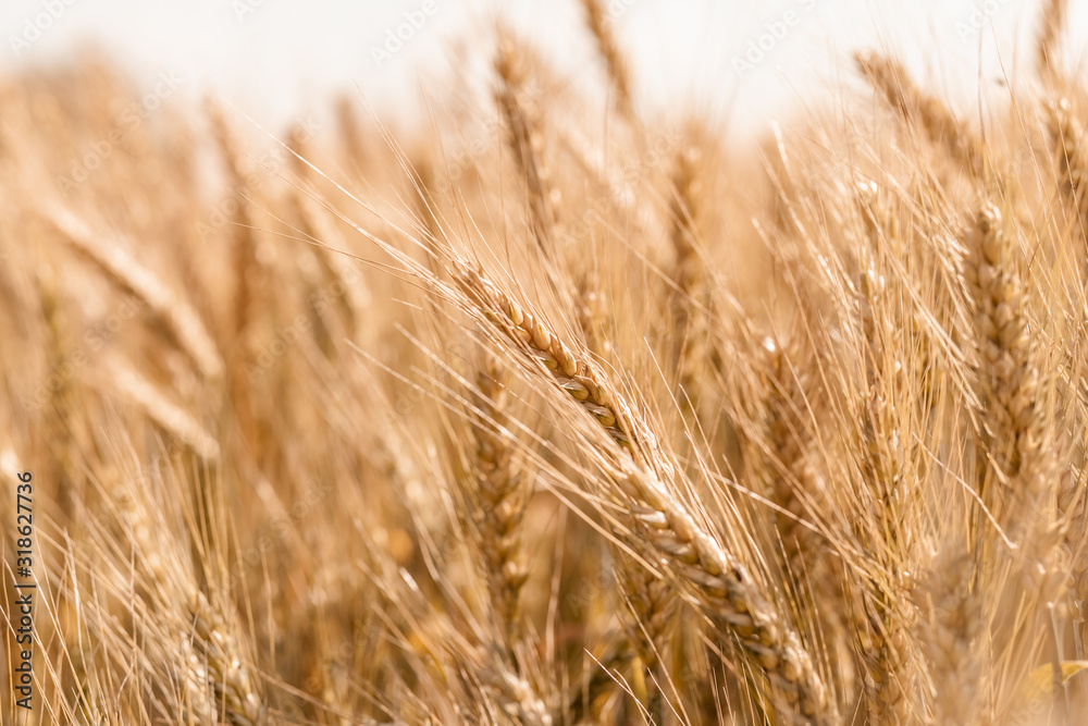 Golden ripe cereal, background, close-up Golden ripe cereal, background, close-up