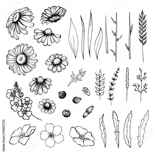 Vector set of flowers, branches, leaves and buds of chamomile and forget-me-not.Isolated black and white elements on a white background.Hand draw illustration.