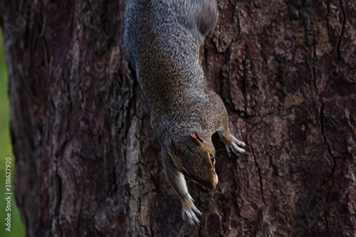 Squirrel on a tree