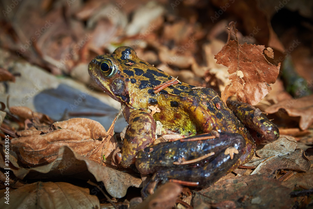 Fototapeta premium Closeup of frog in the forest, on leaves