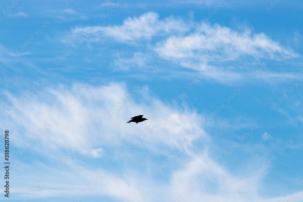 Vogel am Himmel mit weissen Wolken Vogel am Himmel mit weissen Wolken