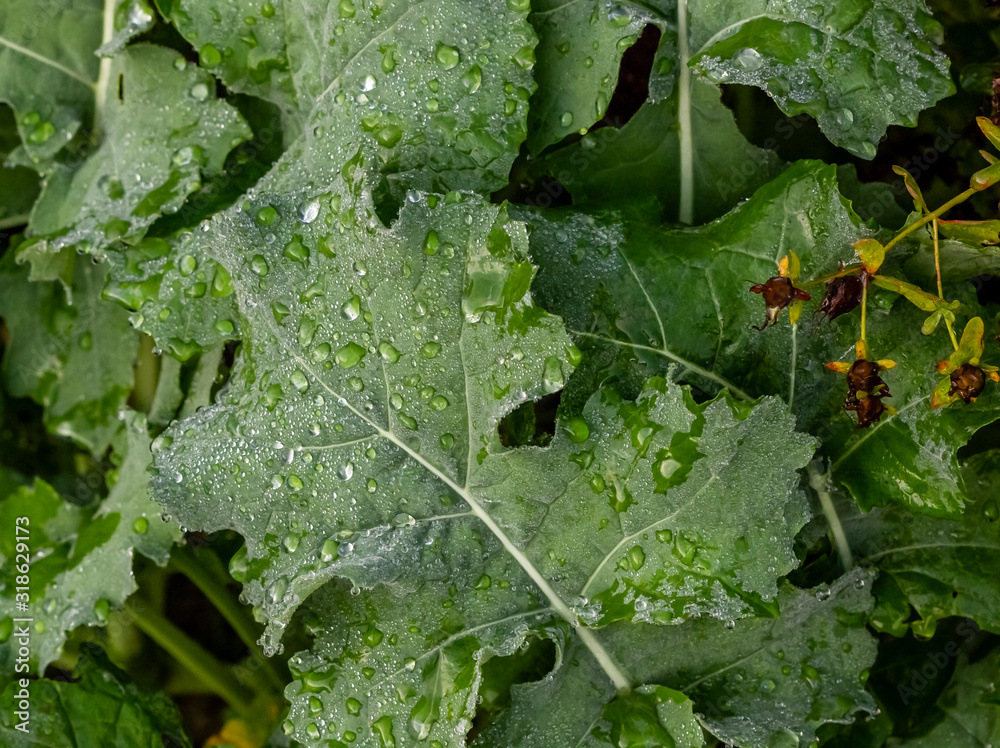 In the early morning dew drops adorn the green cabbage leaf. In the early morning dew drops adorn the green cabbage leaf.