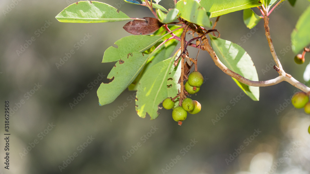 Fototapeta premium Branch with green fruits of Strawberry tree (Arbutus unedo), Cyprus.