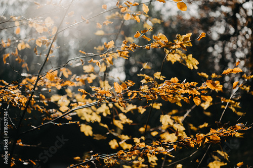 Herbstimpressionen © AnnaSophie