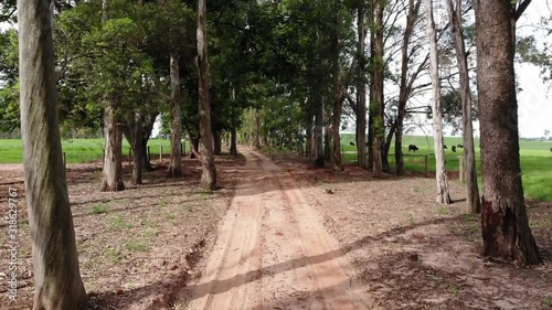 walk in the park - lost in the woods - path in the forest