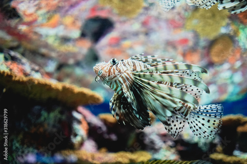 Exotic tropical Devil firefish, or common lionfish.