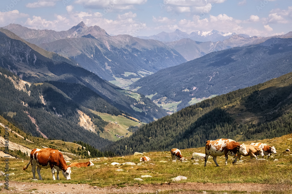 Obraz premium Cattle of the breed Fleckvieh in the Alps near Merano in South Tyrol, Italy