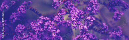 Beautiful fairy dreamy magic purple violet blue heliotropium arborescens or garden heliotrope flowers on faded blurry background. Web banner header for a website. Dark art moody floral. photo