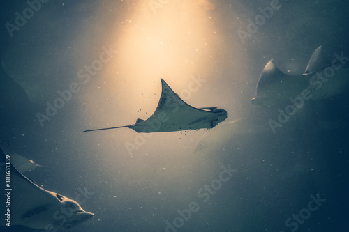 Obraz na plátně Stingray swimms under blue water